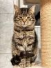 Dave (3)
